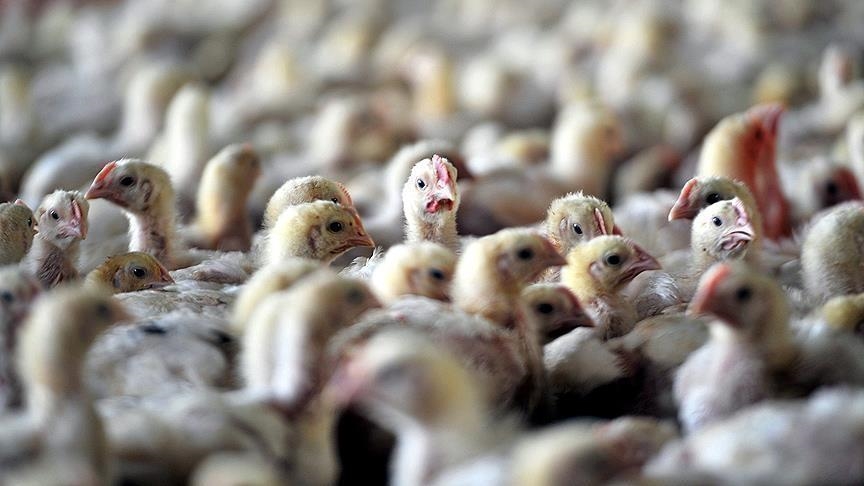 L'Afrique du Sud confrontée à une épidémie de grippe aviaire