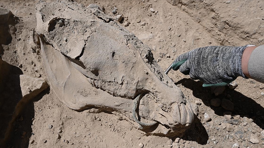 Çavuştepe Kalesi'nde çenesinde bronz gem olan at iskeleti bulundu