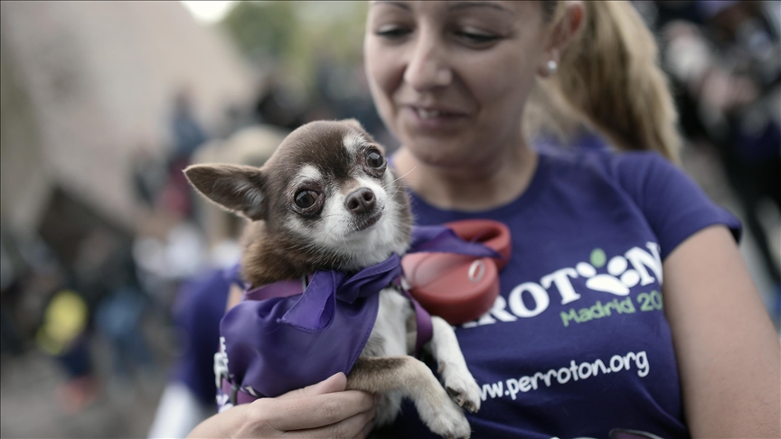 Entra en vigor la primera ley nacional de bienestar animal de España