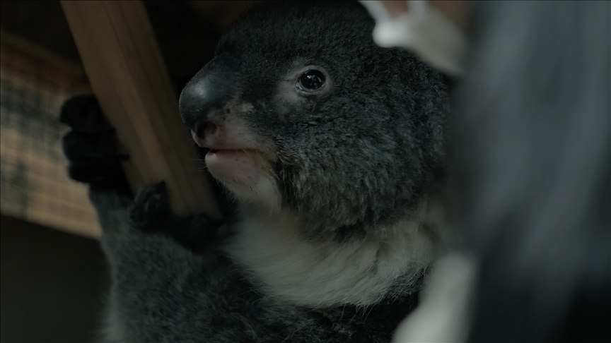 Turkish Cargo transports endangered koala from Hong Kong to UK