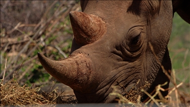 Critically endangered Sumatran Rhino born in Indonesia