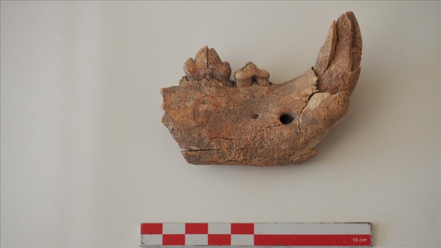 Jawbone fragment belonging to big cat species found in ancient city of Apemeia