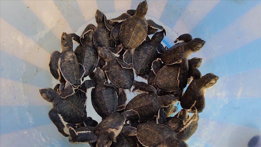 Rare sea turtles face grave threat of poaching along Pakistan’s coast