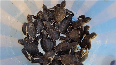 Rare sea turtles face grave threat of poaching along Pakistan’s coast