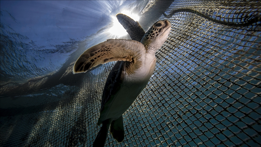 Climate change forcing sea creatures to change their habitats: Expert