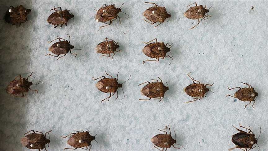 "Kahverengi kokarca" zararlısı ile biyolojik mücadele yürütülüyor