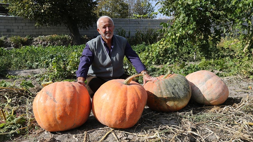 Mahalle muhtarı bahçesinde 40 kilogramlık bal kabağı yetiştirdi