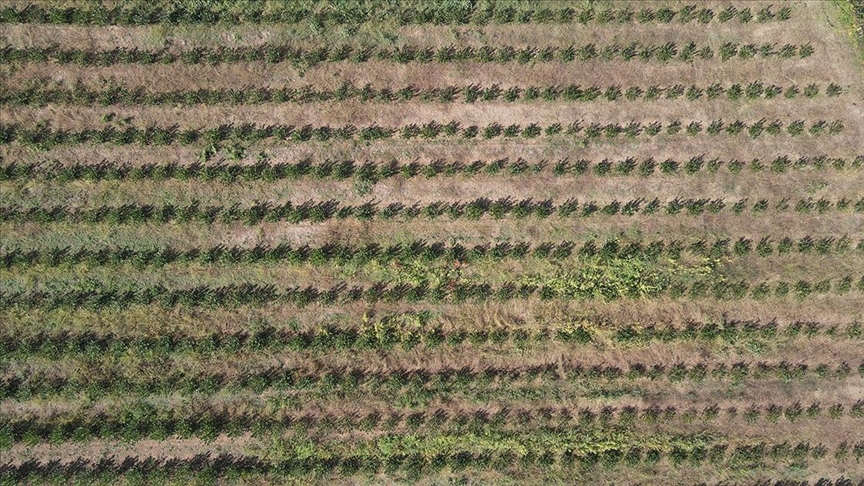 Sakarya'da alternatif ürün aronyanın hasadı devam ediyor