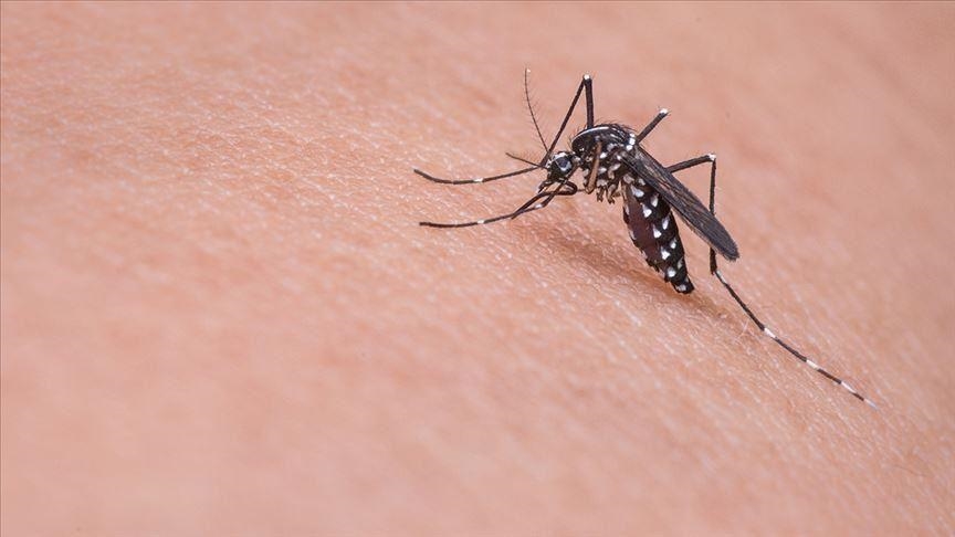 Grèce : Le virus du Nil occidental fait 20 victimes depuis le début de l'année