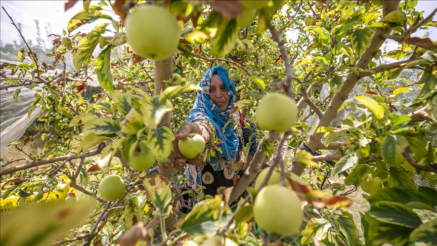 "سبيبة".. عاصمة التفاح التونسي ( تقرير)