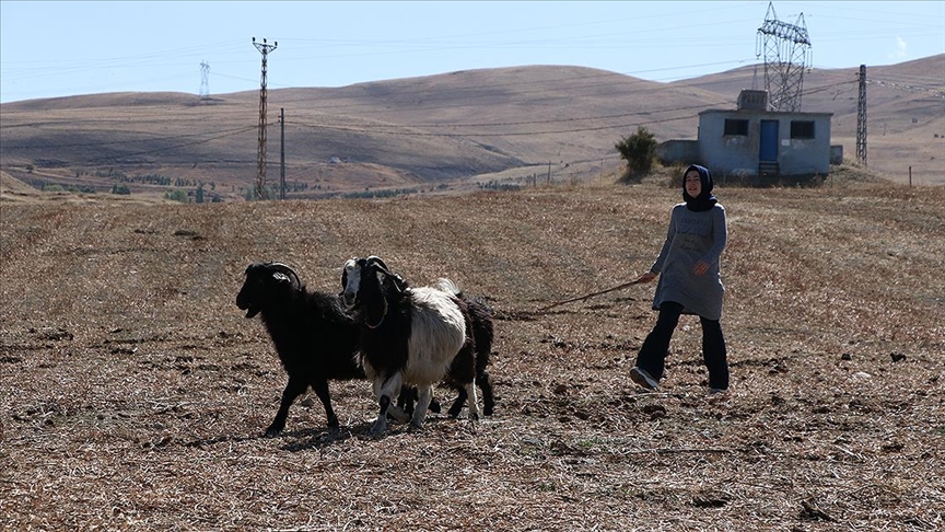 Şehirden köyüne dönen kadın mühendis, devlet desteğiyle besici oldu