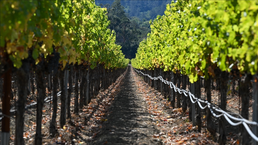 Dolina Napa - bogati vinogradi Kalifornije