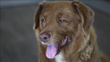 Bobi, world’s oldest dog on record, dies in Portugal, age 31