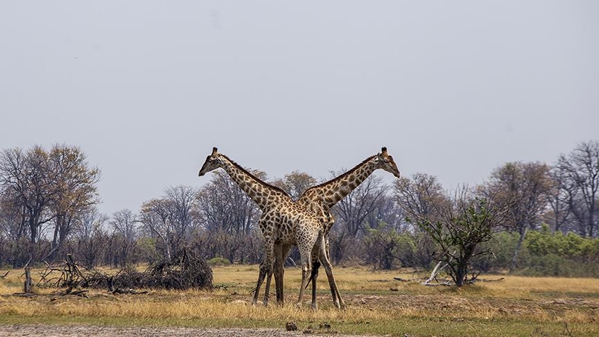 Afrika'nın doğa harikalarından Okavango Deltası'nda kuraklık hakim