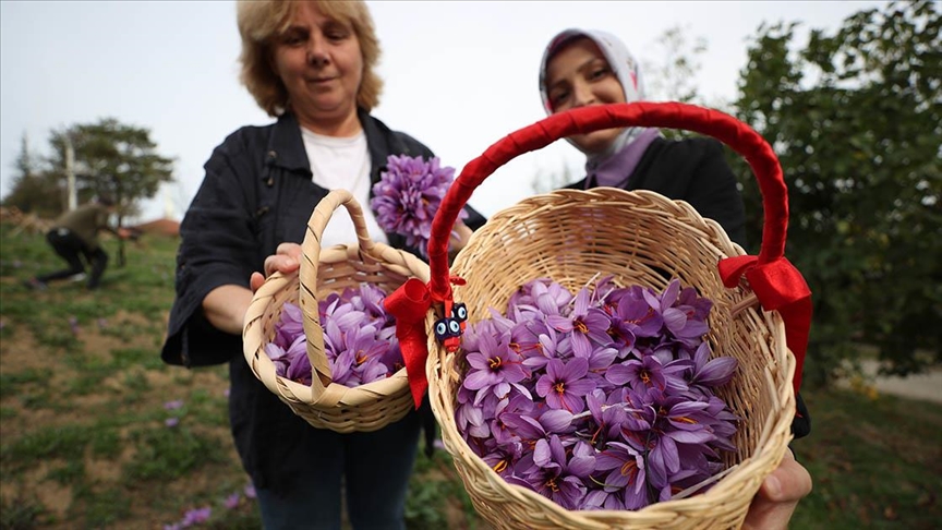 Düzce'de safran yetiştiren kadın girişimci, üretim alanını 10 kattan fazla arttırdı