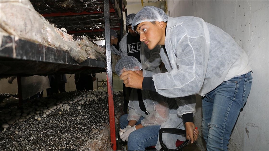 Amasya'da meslek lisesi öğrencileri yetiştirdiği mantar ve mısırın hasadını yaptı