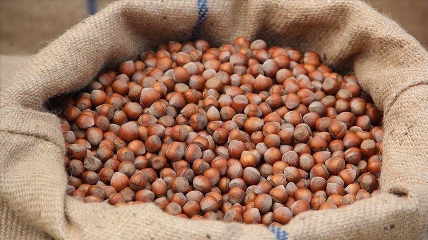 تركيا تجني أكثر من 358 مليون دولار من صادرات البندق 