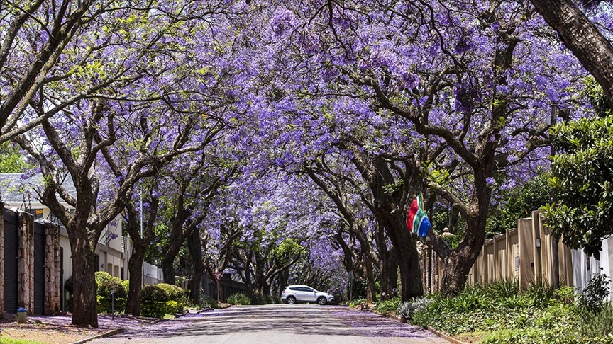 Jakaranda ağaçlarının çiçekleri, Johannesburg sokaklarını mora bürüdü