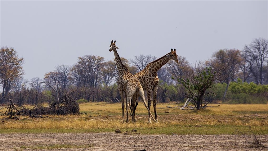 Kalahari Çölü'nden Chobe Nehri'ne, Botsvana'nın vahşi doğasına yolculuk