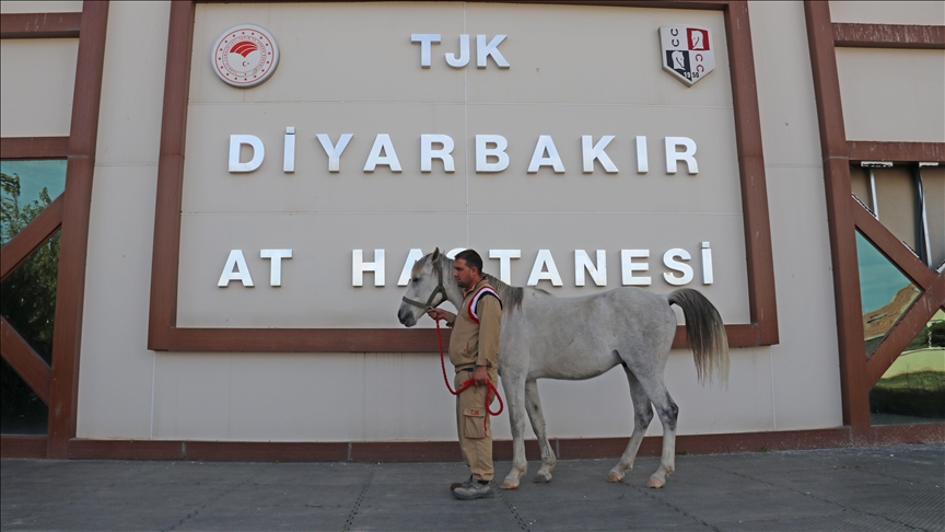 Hespên şampiyon ên Rojhilatê gava seqet dibin li Diyarbekirê tên tedawîkirin