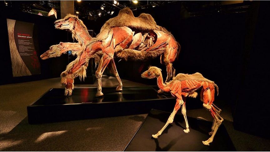 Dünyaca ünlü "Gerçek Hayvanların Anatomi Sergisi" ilk kez Türkiye'ye geliyor