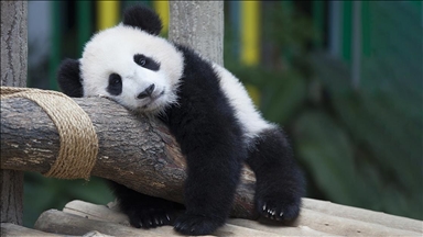 Çin Devlet Başkanı Şi, ABD'ye "dostluk elçisi" olarak pandalar yollayacağını duyurdu