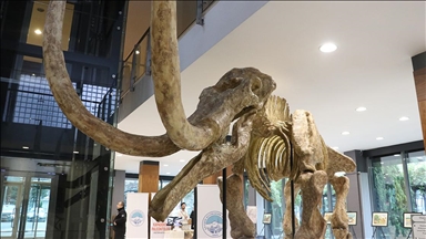 Kayseri'de 7,5 milyon yıllık fosillerin yer aldığı sergi açıldı