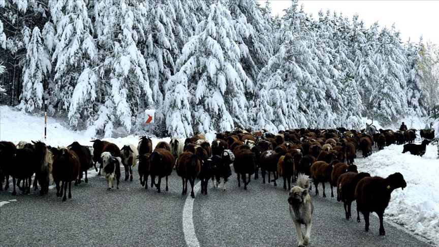 Erzurum'da göçerler sürülerini kar ve tipi nedeniyle yaylalardan indirmeye başladı