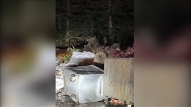 Uludağ'da devirdikleri çöp konteynerlerindeki yiyeceklerle beslenen ayılar kamerada