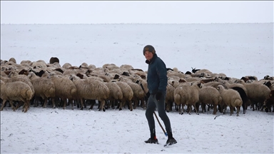 Kars'ta merada kar yağışına yakalanan besiciler zor anlar yaşadı