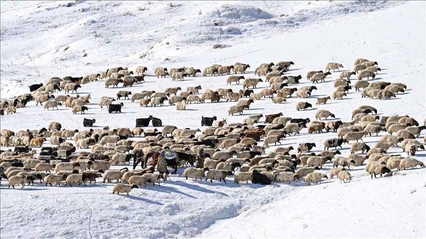 Turkiye: Otežan povratak uzgajivača stoke sa visoravni zavejanih snijegom