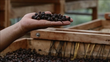 Колумбиски предели со кафе: Место каде што се одгледува најдоброто зрно на омилениот пијалак