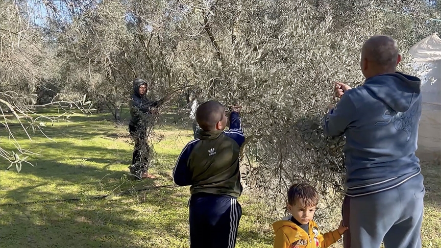 İsrail'in Gazze'ye saldırılarında verilen "insani ara" çiftçilere zeytin hasadının yolunu açtı