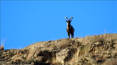 Chiltan ibex: Endangered wild goat back from brink of extinction in Pakistan