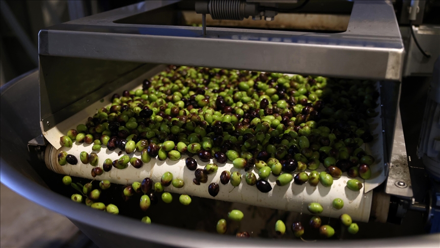 Soaring olive oil prices in Greece make a staple into a luxury