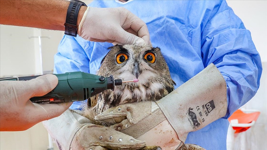 Diyarbakır'da yırtıcı kuşların gaga ve tırnaklarına özel bakım