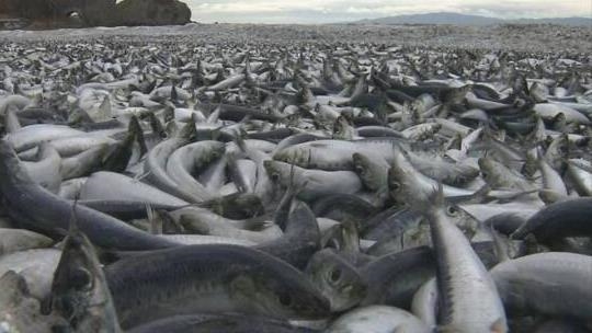 Hundreds of tons of dead fish washed up on beach in northern Japan