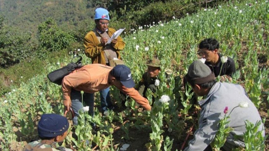 Myanmar stands as world’s largest source of opium, says UN