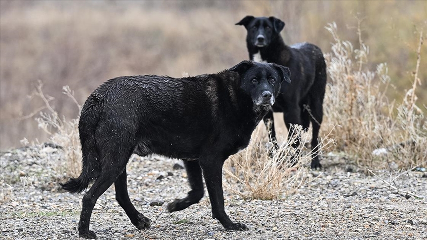 Ankara'da sahipsiz köpeklerin saldırdığı çocuğun sağlık durumu iyiye gidiyor 