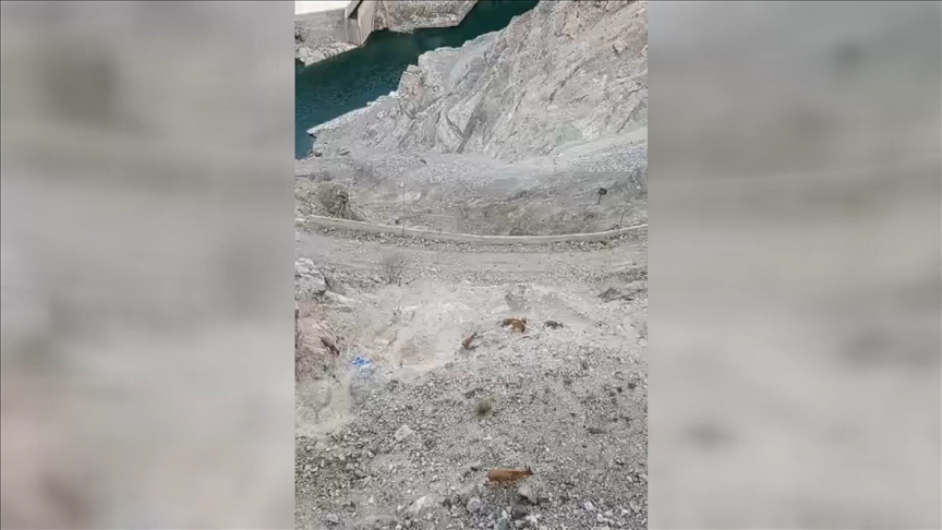 Artvin'de baraj çevresinde yaban keçileri görüntülendi