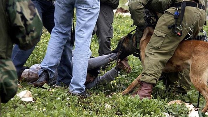 Israeli army unleashed attack dogs on wounded in Gaza hospital: Officials