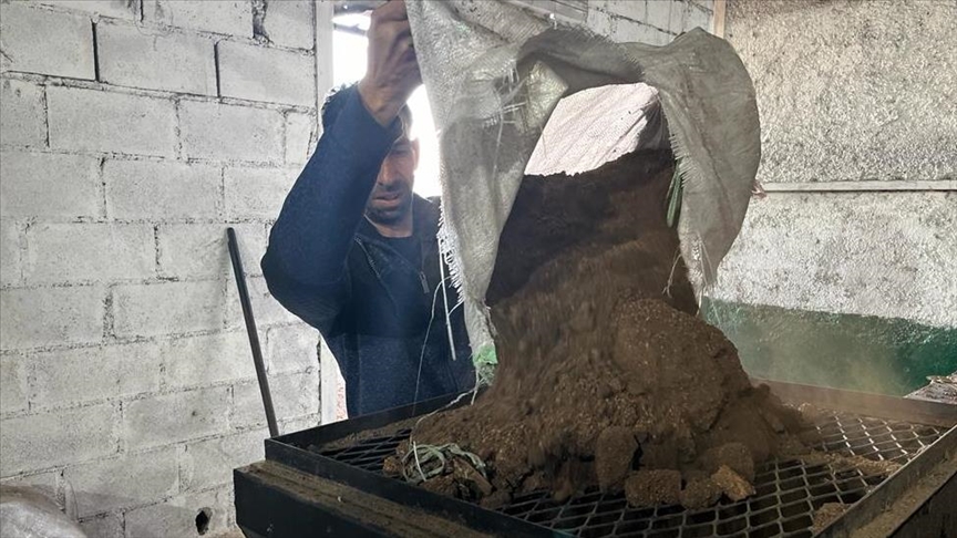 "حطب الفقراء".. جفت الزيتون بديل لوقود التدفئة بالأردن (تقرير)