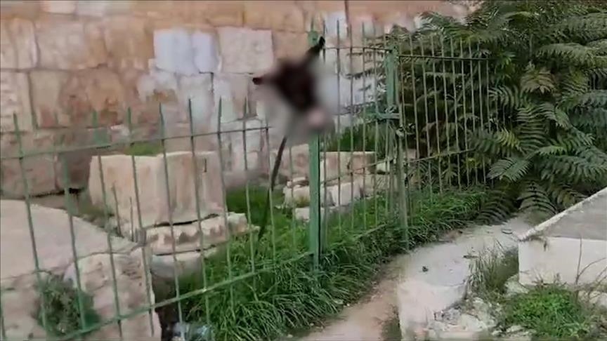 Des colons profanent un cimetière islamique à Jérusalem-Est