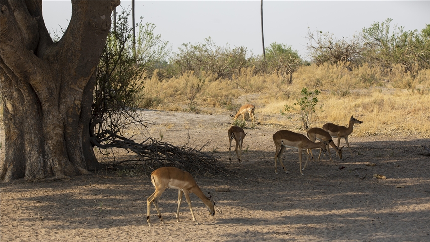 El Nino drought massacres wildlife in Zimbabwe