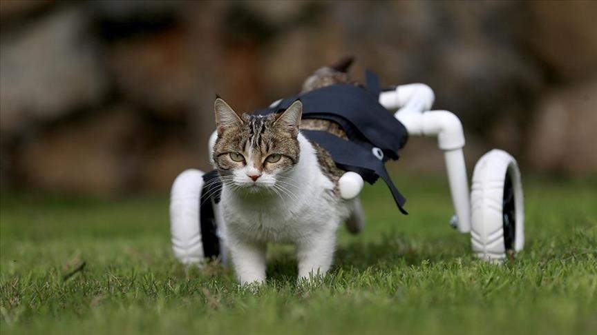 Житель турецкой Испарты изготовил более 2,5 тыс. ходунков для животных-инвалидов