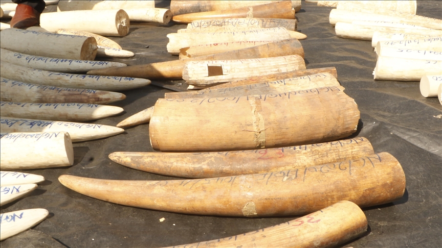 Nigeria destroys 2.5 tons of seized elephant tusks worth $11.2M