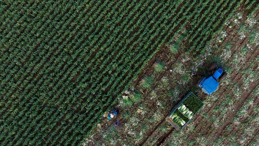 Kışlık sebzenin üretim üssü İzmir'de yağışlar yüz güldürdü