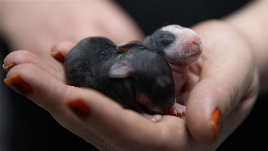 Ankara'da 5 gündür süren esrarengiz "tavşan" sorunu