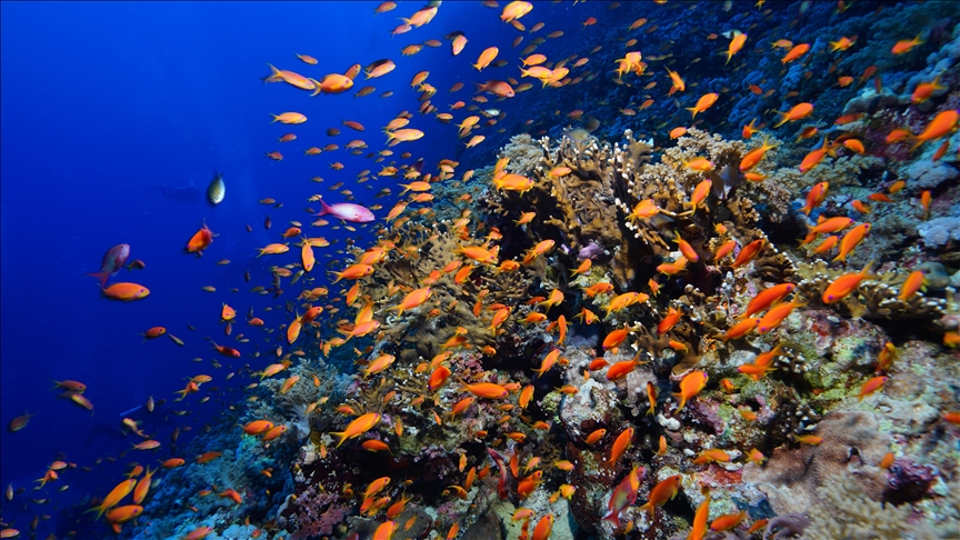 Anadolu captures images of fish in depths of Red Sea