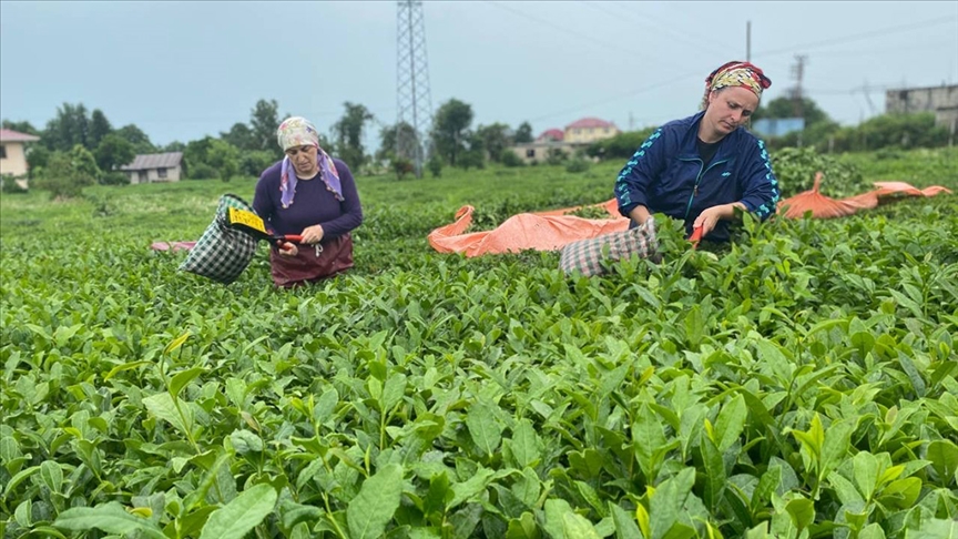 Rize çay ihracatından 2023'te 10,2 milyon dolar kazandı